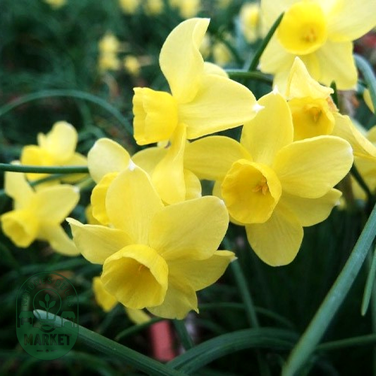 Sabrosa