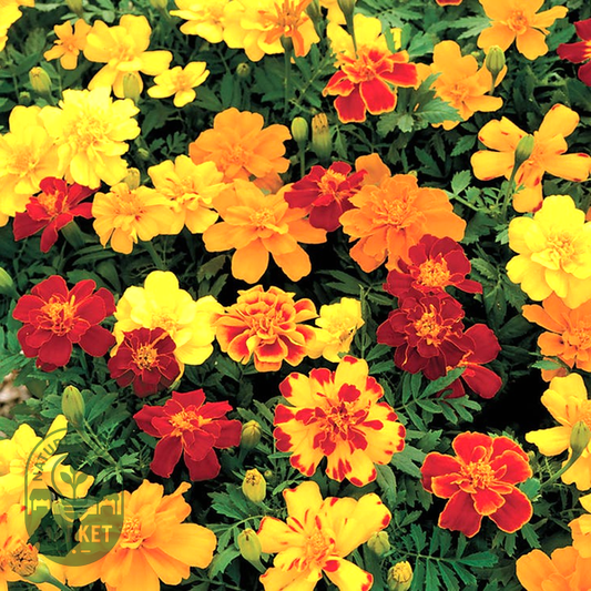 Safari Mix Marigold Seeds