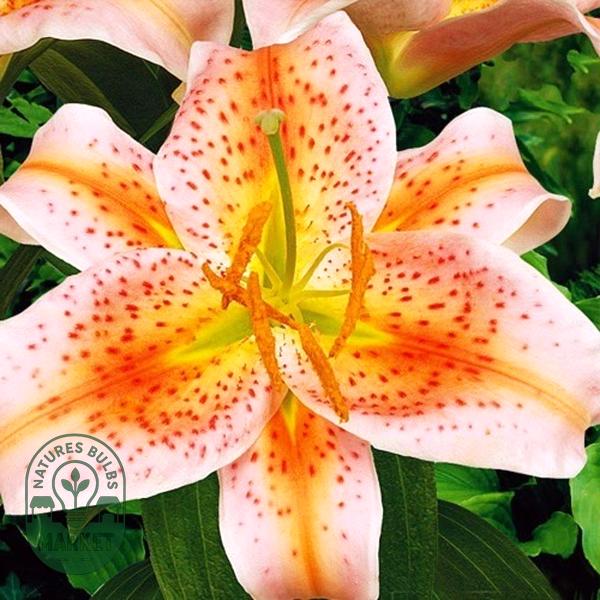 Salmon Star