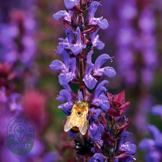 Salvatore Blue Salvia Seeds