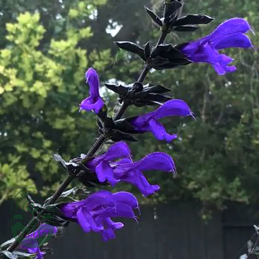 Salvia BODACIOUS® 'Rhythm & Blues'