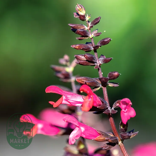 Salvia Bodacious® 'Jammin Jazz' Ornamental Sage