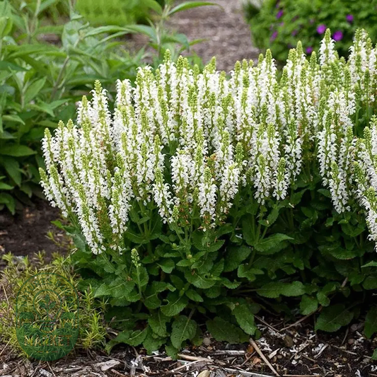 Salvia 'Bumblesnow'