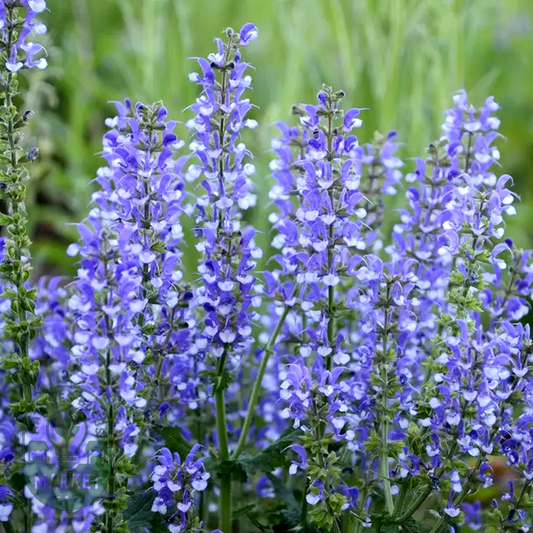Salvia ColorSpires® 'Azure Snow'