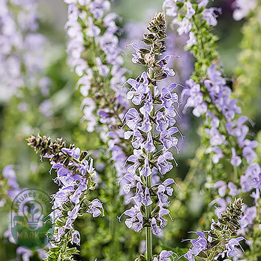 Salvia 'Crystal Blue'