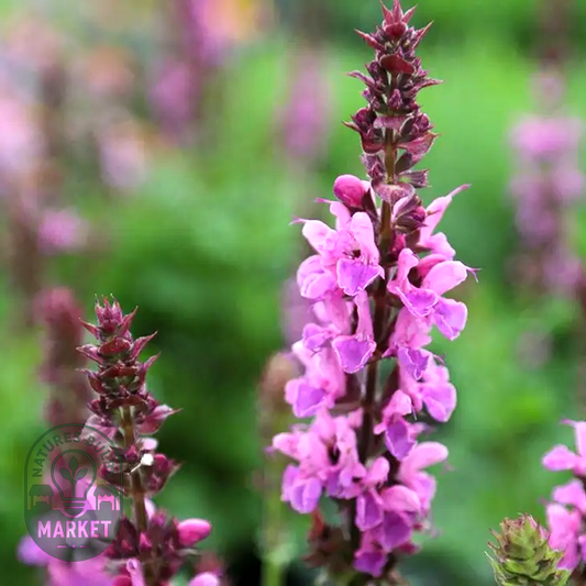 Salvia 'Rose Marvel'