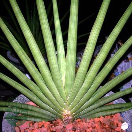 Sansevieria pearsonii