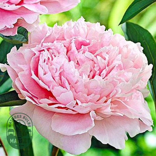 Sarah Bernhardt Select