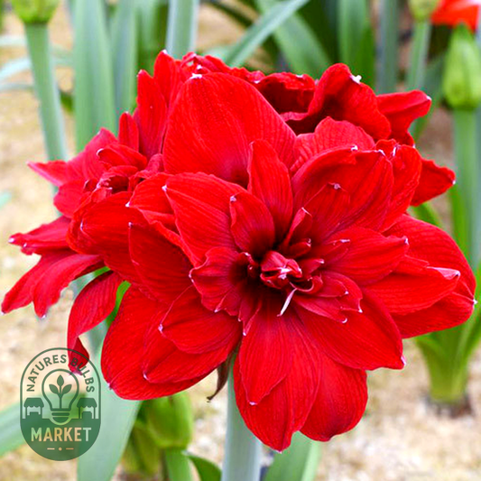 Scarlet Belle