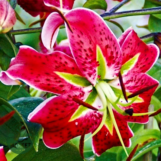 Scarlet Delight
