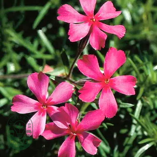 Scarlet Flame Creeping Phlox