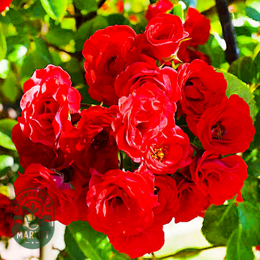 Scarlet Meillandecor