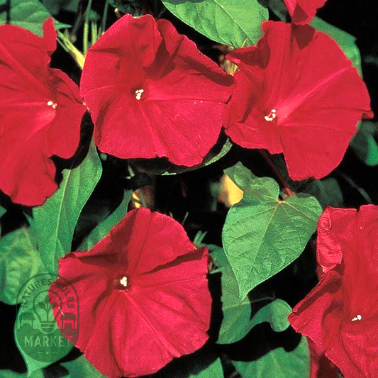 Scarlet O'Hara Morning Glory Vine Seeds