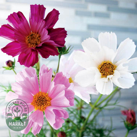 Sea Shells Mix Organic Cosmos Seeds