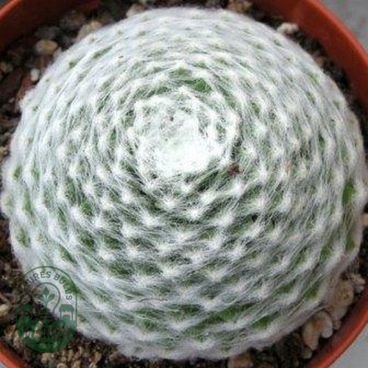 Sempervivum arachnoideum
