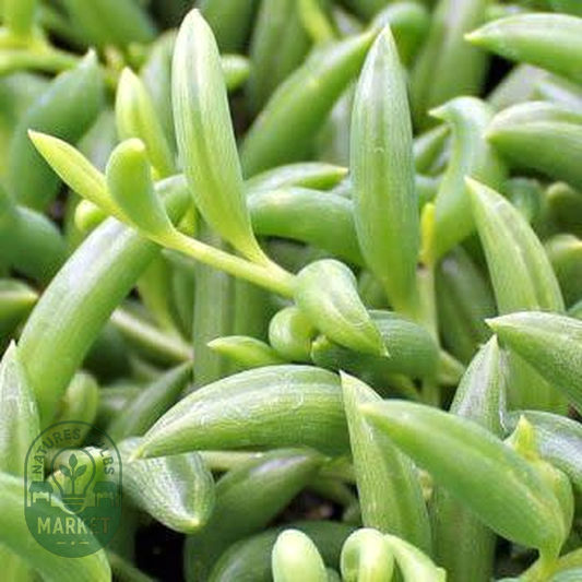 Senecio radicans