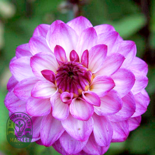 Senior's Purple