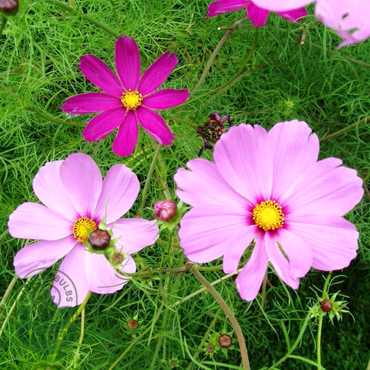 Sensation Mix Cosmos Seeds