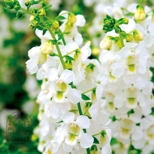 Serena® White Angelonia Seeds