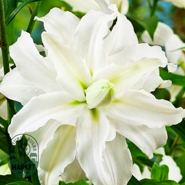 Serene Angel