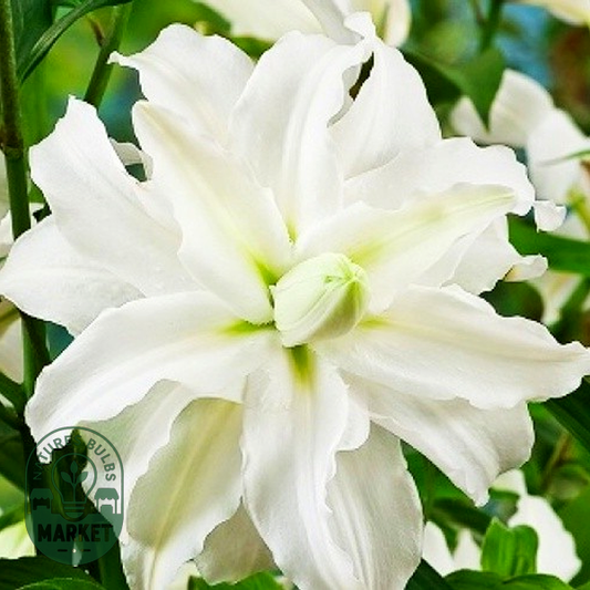 Serene Angel