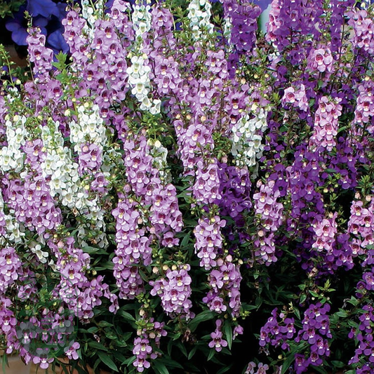 Serenita® Mix Angelonia Seeds