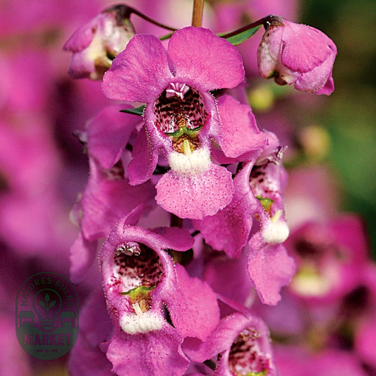 Serenita® Raspberry Angelonia Seeds