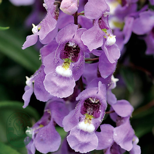 Serenita® Sky Blue Angelonia Seeds