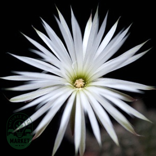 Setiechinopsis mirabilis