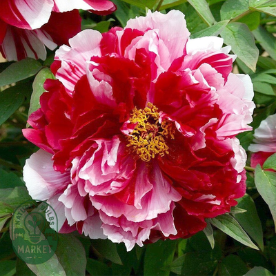 Shima-nishiki Dao Jin