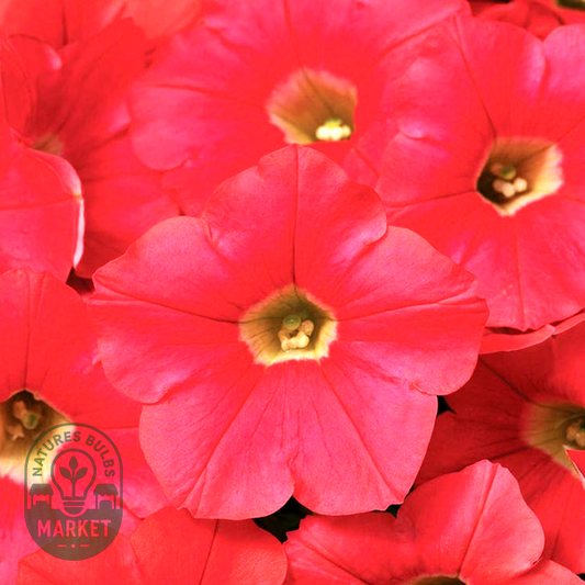 Shock Wave® Coral Crush Petunia Seeds