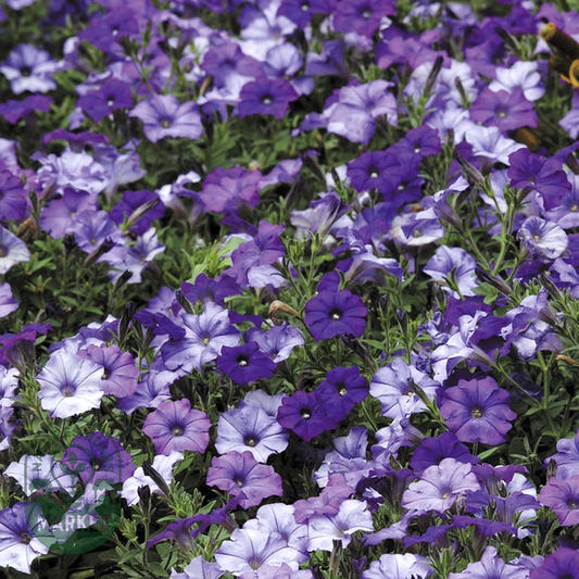 Shock Wave® Denim Shades Petunia Seeds