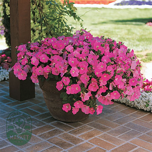 Shock Wave® Pink Shades Petunia Seeds