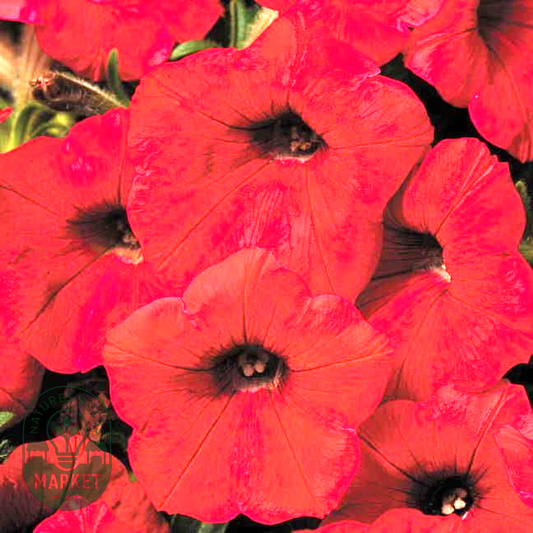 Shock Wave® Red Petunia Seeds