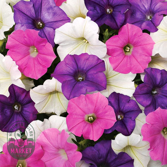 Shock Wave® Spark Mix Petunia Seeds