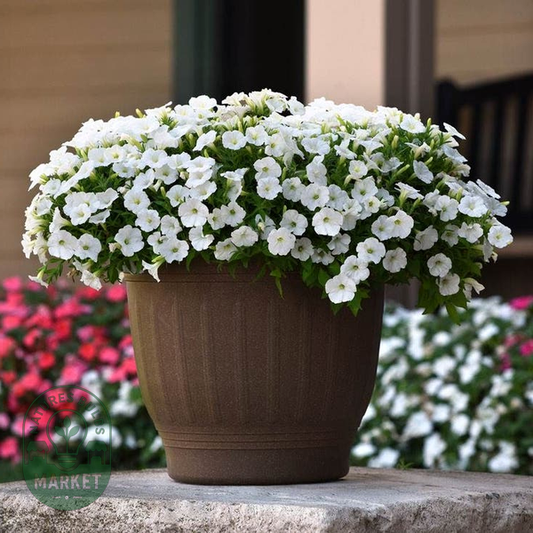 Shock Wave® White Petunia Seeds