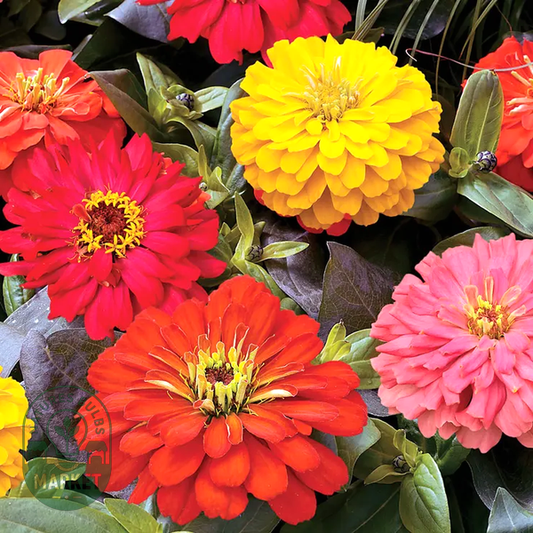 Short Stuff™ Fire Mix Zinnia Seeds
