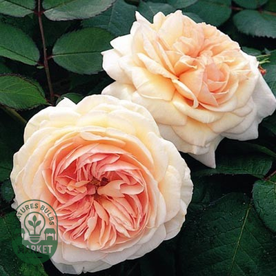 Shropshire Lad