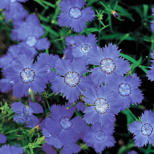 Siberian Blues' Dianthus Seeds