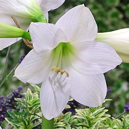 Smallflowering White