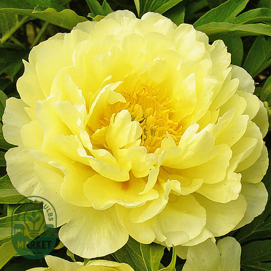Smith Family Yellow