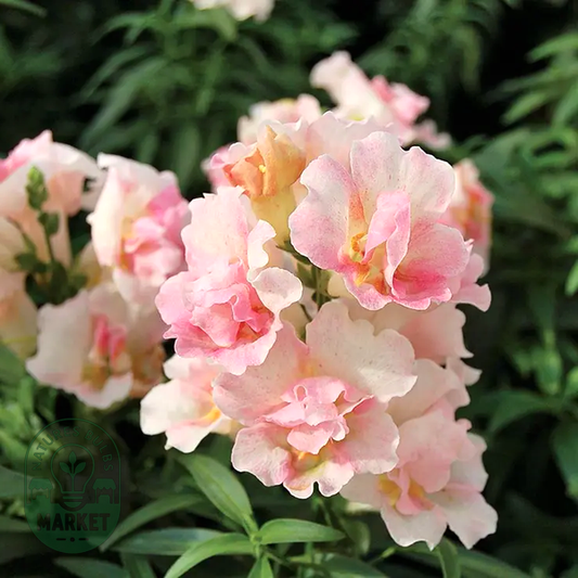 Snapdragon Twinny Appleblossom Seeds