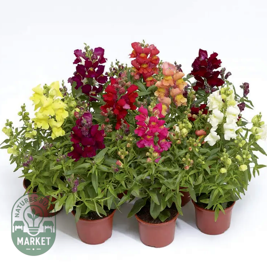 Snaptini™ Mix Dwarf Snapdragon Seeds