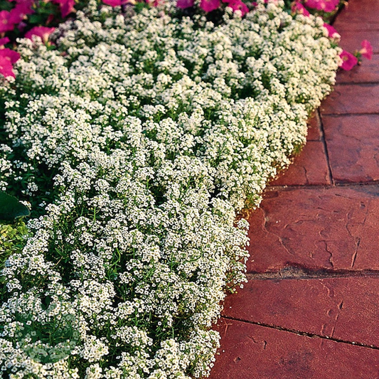 Snow Crystals Sweet Alyssum Seeds