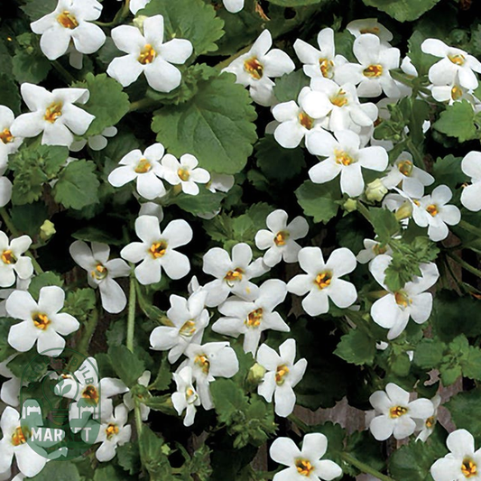 Snowtopia® Bacopa Seeds