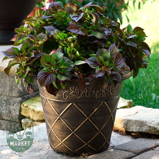Sol™ Gekko Green Celosia Seeds