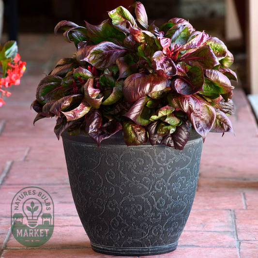 Sol™ Lizard Leaf Celosia Seeds
