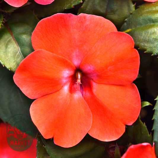 Solarscape® Orange Burst Interspecific Impatiens Seeds