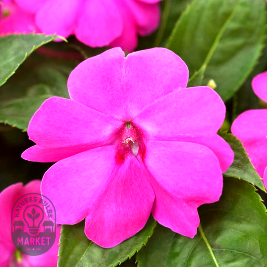 Solarscape® XL Pink Jewel Hybrid Impatiens Seeds