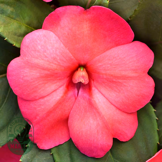Solarscape® XL Salmon Glow Interspecific Impatiens Seeds